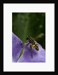 Helophilus pendulus (hoverfly, sun fly) - flying away by Anonymous