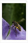 Helophilus pendulus (hoverfly, sun fly) - flying away by Anonymous