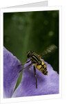 Helophilus pendulus (hoverfly, sun fly) - flying away by Anonymous