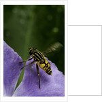 Helophilus pendulus (hoverfly, sun fly) - flying away by Anonymous