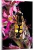 Helophilus pendulus (hoverfly, sun fly) by Anonymous
