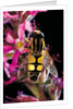 Helophilus pendulus (hoverfly, sun fly) by Anonymous