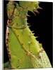 Heteropteryx dilatata (jungle nymph, Malaysian stick insect) - detail by Anonymous