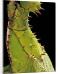 Heteropteryx dilatata (jungle nymph, Malaysian stick insect) - detail by Anonymous