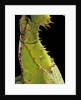 Heteropteryx dilatata (jungle nymph, Malaysian stick insect) - detail by Anonymous