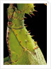 Heteropteryx dilatata (jungle nymph, Malaysian stick insect) - detail by Anonymous