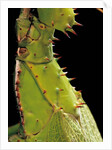 Heteropteryx dilatata (jungle nymph, Malaysian stick insect) - detail by Anonymous