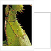 Heteropteryx dilatata (jungle nymph, Malaysian stick insect) - detail by Anonymous