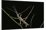 Heteropteryx dilatata (jungle nymph, Malaysian stick insect) - male by Anonymous