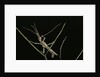 Heteropteryx dilatata (jungle nymph, Malaysian stick insect) - male by Anonymous
