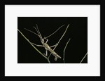 Heteropteryx dilatata (jungle nymph, Malaysian stick insect) - male by Anonymous