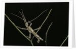 Heteropteryx dilatata (jungle nymph, Malaysian stick insect) - male by Anonymous