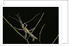 Heteropteryx dilatata (jungle nymph, Malaysian stick insect) - male by Anonymous