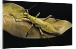 Heteropteryx dilatata (jungle nymph, Malaysian stick insect) by Anonymous