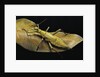 Heteropteryx dilatata (jungle nymph, Malaysian stick insect) by Anonymous