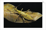 Heteropteryx dilatata (jungle nymph, Malaysian stick insect) by Anonymous