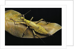 Heteropteryx dilatata (jungle nymph, Malaysian stick insect) by Anonymous