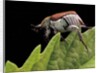 Hoplia coerulea (scarabaeid beetle) - female by Anonymous