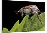 Hoplia coerulea (scarabaeid beetle) - female by Anonymous