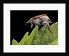 Hoplia coerulea (scarabaeid beetle) - female by Anonymous