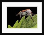 Hoplia coerulea (scarabaeid beetle) - female by Anonymous