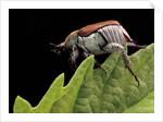 Hoplia coerulea (scarabaeid beetle) - female by Anonymous
