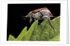 Hoplia coerulea (scarabaeid beetle) - female by Anonymous