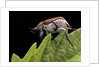 Hoplia coerulea (scarabaeid beetle) - female by Anonymous