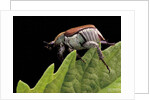 Hoplia coerulea (scarabaeid beetle) - female by Anonymous