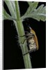 Hoplia argentea (scarabaeid beetle) by Anonymous