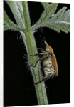 Hoplia argentea (scarabaeid beetle) by Anonymous