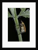Hoplia argentea (scarabaeid beetle) by Anonymous