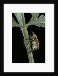 Hoplia argentea (scarabaeid beetle) by Anonymous