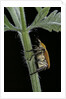 Hoplia argentea (scarabaeid beetle) by Anonymous