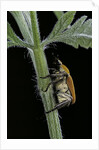 Hoplia argentea (scarabaeid beetle) by Anonymous