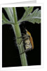 Hoplia argentea (scarabaeid beetle) by Anonymous