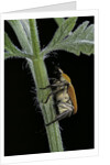 Hoplia argentea (scarabaeid beetle) by Anonymous