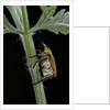 Hoplia argentea (scarabaeid beetle) by Anonymous