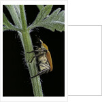 Hoplia argentea (scarabaeid beetle) by Anonymous