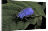 Hoplia coerulea (scarabaeid beetle) - male by Anonymous