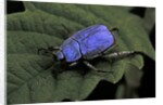 Hoplia coerulea (scarabaeid beetle) - male by Anonymous