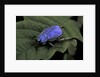 Hoplia coerulea (scarabaeid beetle) - male by Anonymous