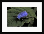 Hoplia coerulea (scarabaeid beetle) - male by Anonymous