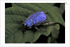 Hoplia coerulea (scarabaeid beetle) - male by Anonymous
