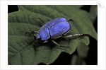Hoplia coerulea (scarabaeid beetle) - male by Anonymous
