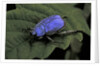 Hoplia coerulea (scarabaeid beetle) - male by Anonymous