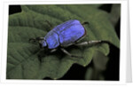 Hoplia coerulea (scarabaeid beetle) - male by Anonymous
