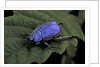 Hoplia coerulea (scarabaeid beetle) - male by Anonymous