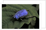 Hoplia coerulea (scarabaeid beetle) - male by Anonymous