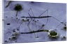 Hydrometra stagnorum (aquatic bug) by Anonymous